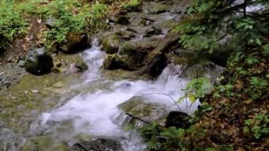 Taşların üzerinden akan suyla küçük bir orman deresi.