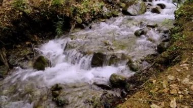 Taşların üzerinden akan suyla küçük bir orman deresi.