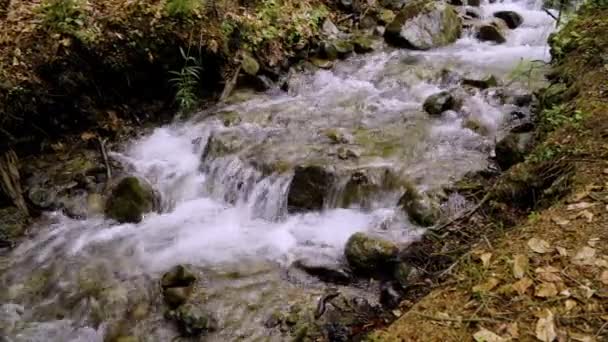 Ένα μικρό δασικό ρέμα με νερό να ρέει γρήγορα πάνω από τις πέτρες — Αρχείο Βίντεο