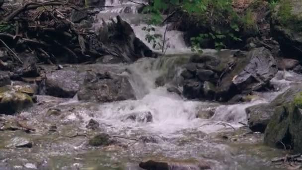 Um pequeno riacho florestal com água fluindo rapidamente sobre as pedras — Vídeo de Stock