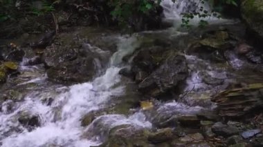 Taşların üzerinden akan suyla küçük bir orman deresi.