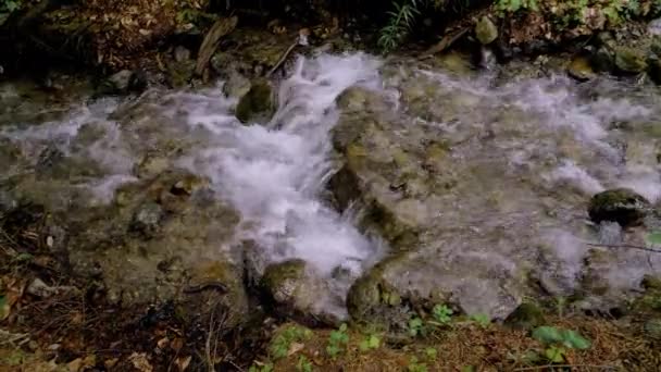 Een kleine bosstroom met snel stromend water over de stenen — Stockvideo