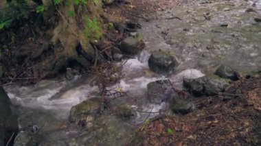 Taşların üzerinden akan suyla küçük bir orman deresi.