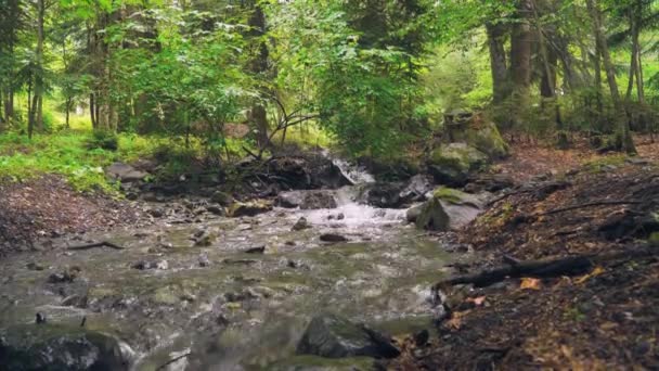Een kleine bosstroom met snel stromend water over de stenen — Stockvideo