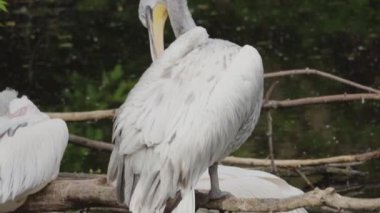 Yuvadaki pelikanlar gölette