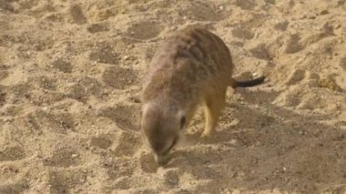 Çöl fareleri güneşli bir yaz gününde kumda koşar.