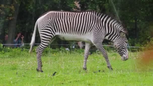 Зебра ест траву на поляне в зоопарке — стоковое видео