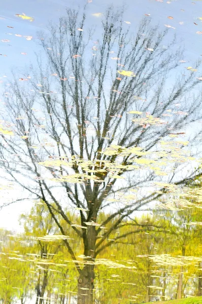 Drzewo abstrakcyjne — Zdjęcie stockowe