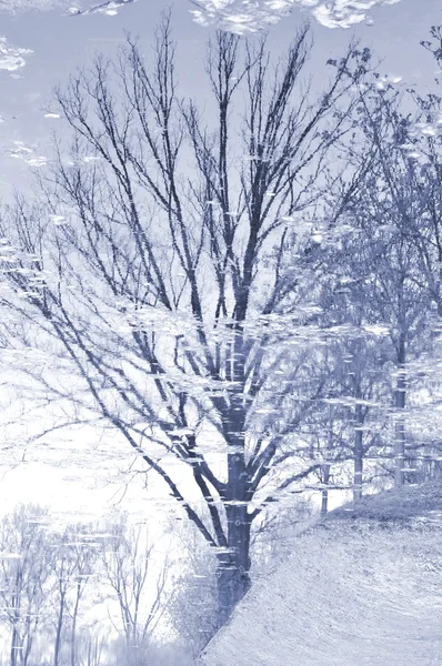 Abstraktní strom — Stock fotografie