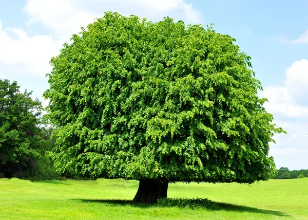 Baum — Stockfoto