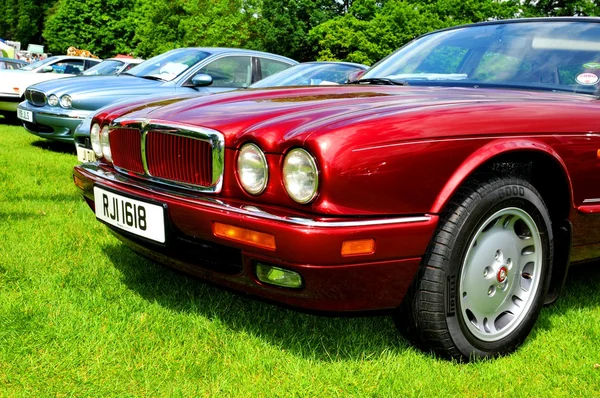 Jaguar — Stock Photo, Image