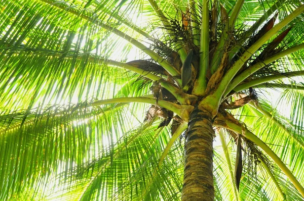 Palm tree — Stock Photo, Image