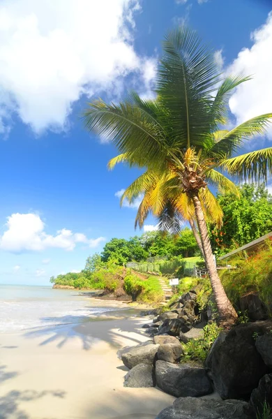 Tropical beach — Stock Photo, Image