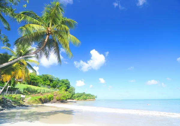 Caribeño — Foto de Stock