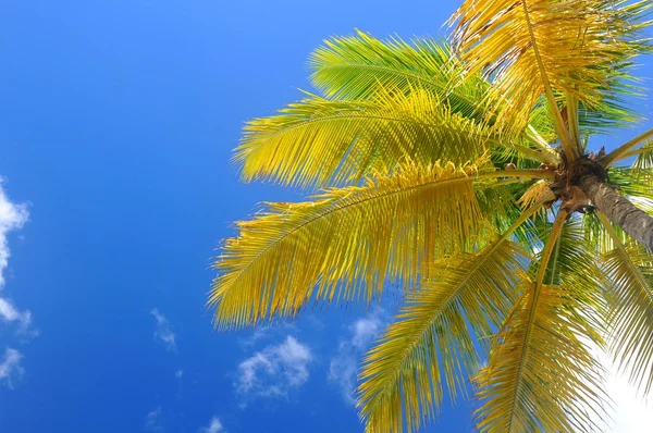 Palm tree — Stock Photo, Image