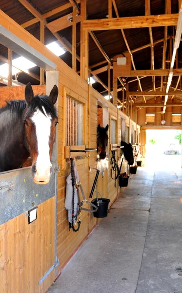 Horse — Stock Photo, Image