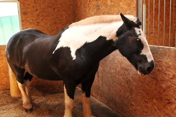 Horse — Stock Photo, Image