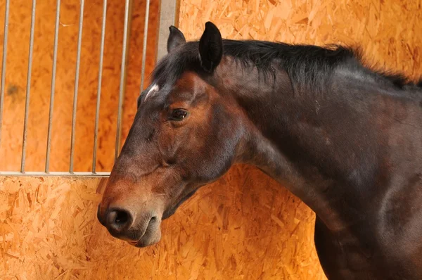 Horse — Stock Photo, Image