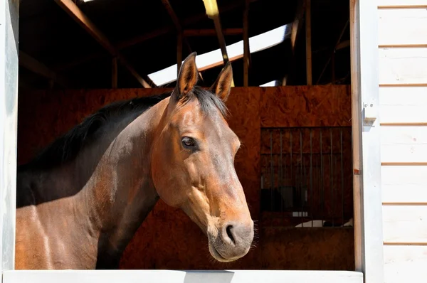 Horse — Stock Photo, Image