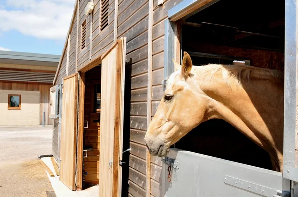 Caballo —  Fotos de Stock