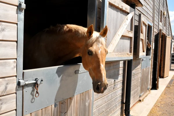 Horse — Stock Photo, Image