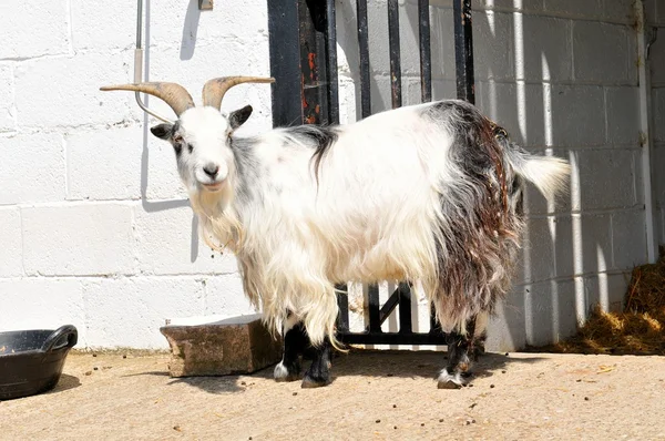 Keçi — Stok fotoğraf