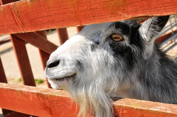 Ziege — Stockfoto