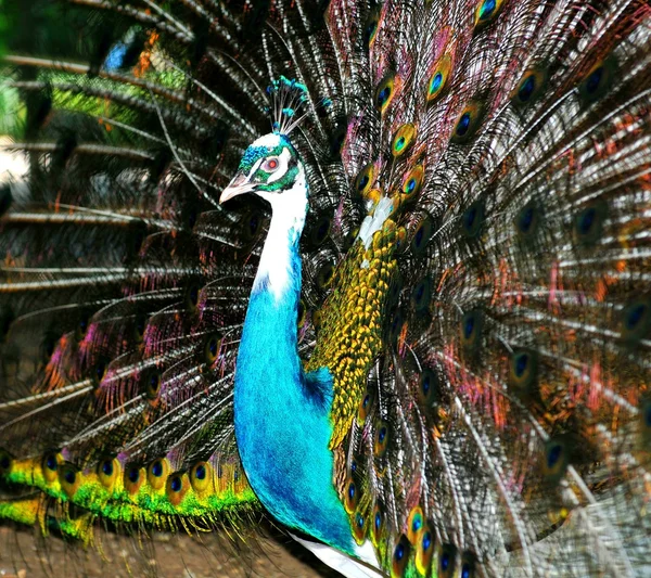 Pavo real — Foto de Stock