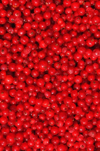 Red currant or redcurrant — Stock Photo, Image