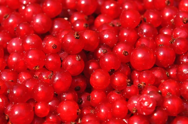 Redcurrants — Stock Photo, Image