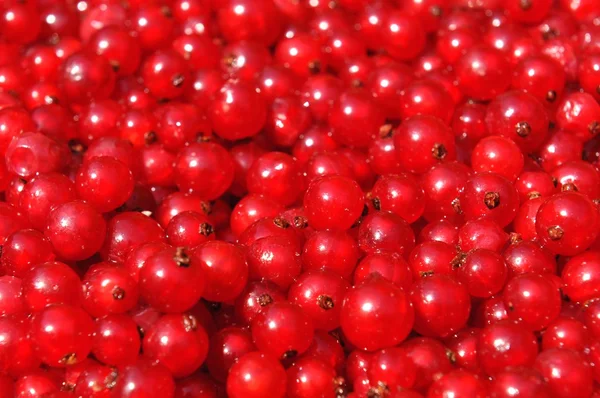 Red currant — Stock Photo, Image