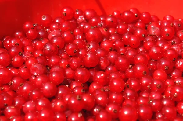 Redcurrants — Stock Photo, Image