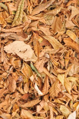 sonbahar yaprakları arka plan