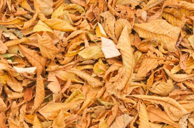 sonbahar yaprakları arka plan