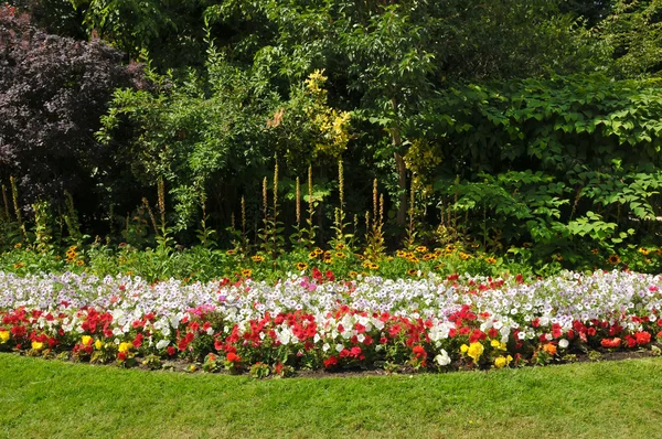 Fiori giardino dettaglio — Foto Stock