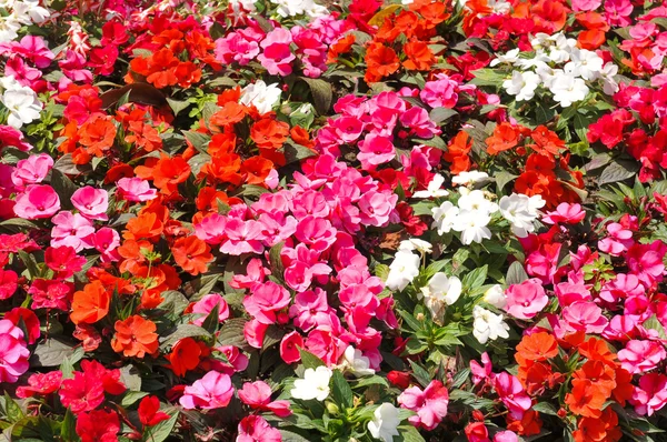 Kerti virágok-részlet — Stock Fotó