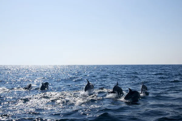 在大海中的海豚 — 图库照片