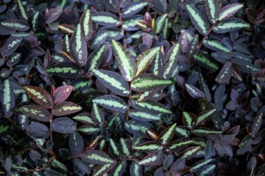 Pellionia, çeşitlendirilmiş yeşillik yakın plan, soyut doğa arka plan