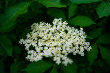 Sambucus beyaz çiçekleri, çiçekli soyut doğa arkaplanı