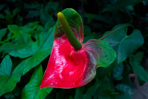 Anthurium Floreciendo Follaje Verde Con Flores Rojas Primer Plano Fondo —  Fotos de Stock