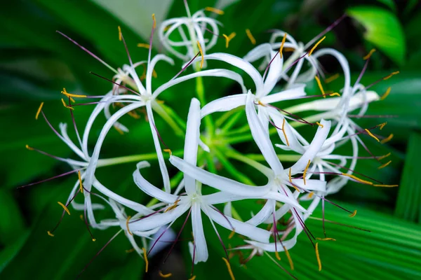 Asyalı Crinum Çiçekleri Beyaz Çiçekler Yakın Plan Soyut Doğa Arka — Stok fotoğraf
