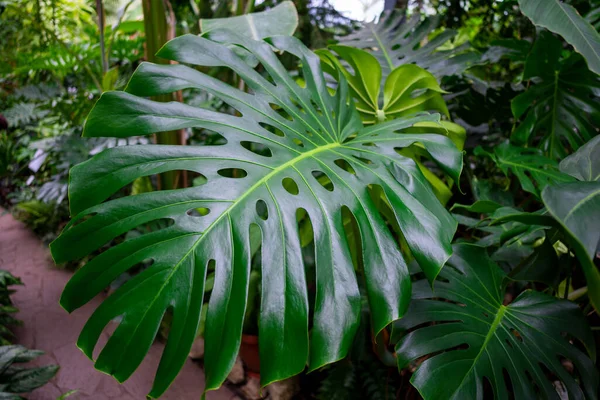 Monstera Deliciosa Zielone Liście Palmy Zbliżenie Abstrakcyjne Tło Natury Bujną — Zdjęcie stockowe