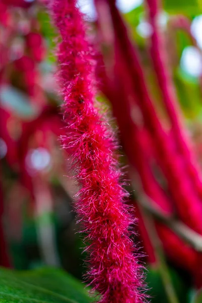 Akalifa Kırmızı Çiçekleri Verimli Bitki Örtüsü Ile Soyut Doğa Arka — Stok fotoğraf
