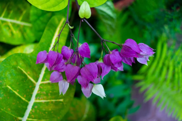 クレロデンドラム紫色の花 開花植物と抽象的な自然背景 — ストック写真