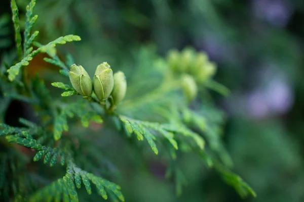 Tuya Branch Cones Closeup Abstract Nature Background — Stock Photo, Image