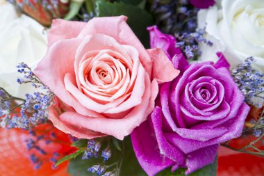 Gül tomurcukları yakın çekim