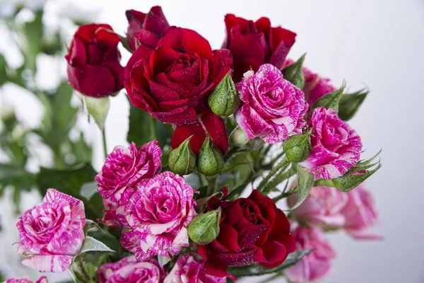 Röda och rosa rosor — Stockfoto