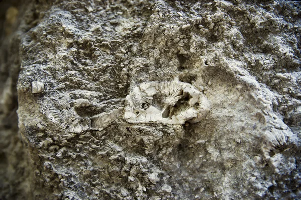 Fossils in the limestone rock — Stock Photo, Image