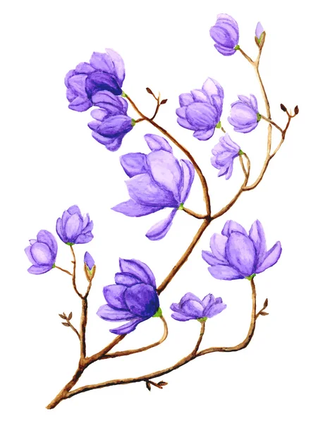 Acquerello Magnolia Fiore — Vettoriale Stock