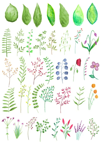 Akvarel, listy, větve a rostliny — Stockový vektor